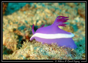 I'm a poor lonesome nudibranch ... and a long long way fr... by Raoul Caprez 